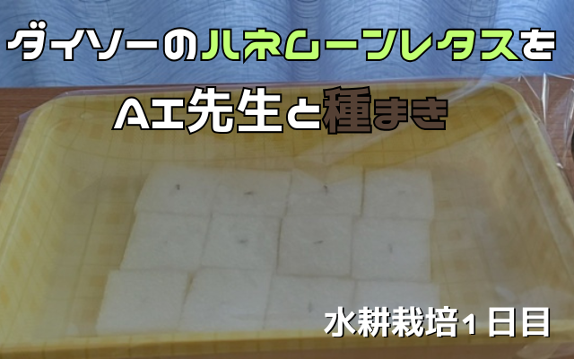 ダイソーのハネムーンレタスをAI先生と種まき【水耕栽培１日目】