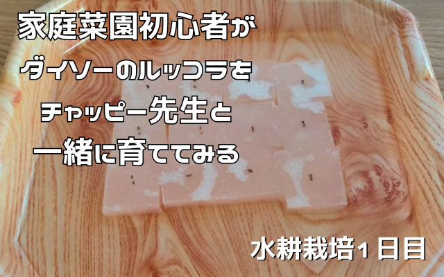 家庭菜園初心者がダイソーのルッコラをチャッピー先生と一緒に育ててみる【水耕栽培1日目】